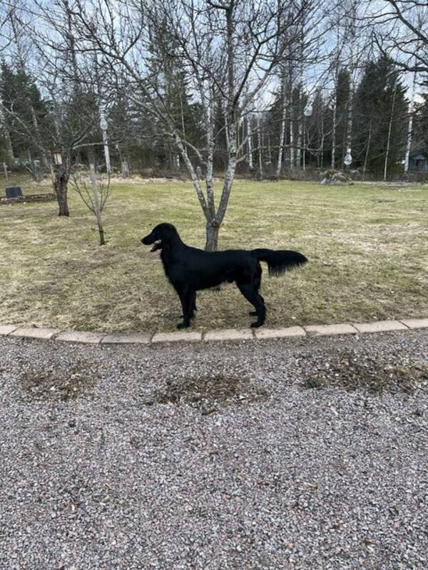 Hund - Flat coated retreiver  Hund - Flat coated retreiver