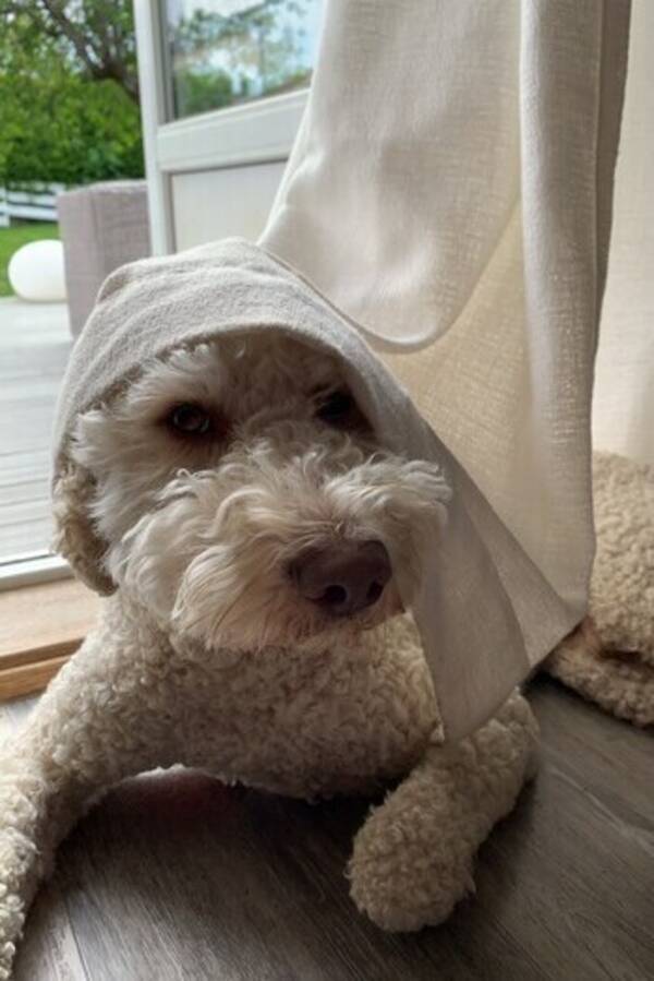 Hund - Lux ( Lagottomix)