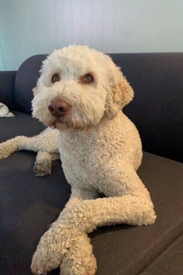 Hund - Lux ( Lagottomix)