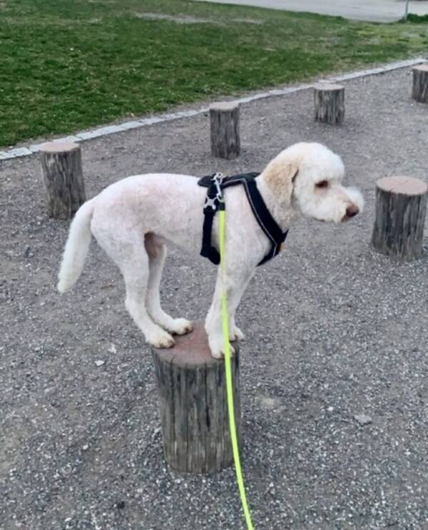 Hund - Lux ( Lagottomix)