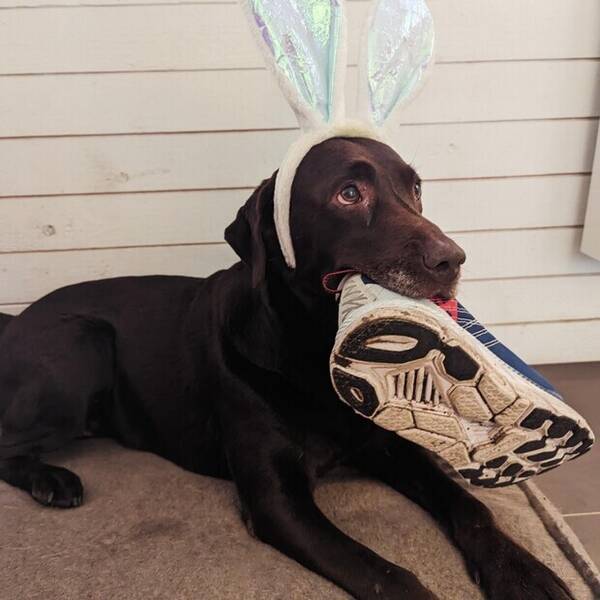 Hund - Labradoren Dala
