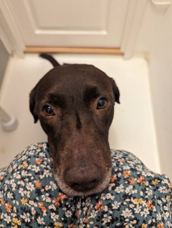 Hund - Labradoren Dala
