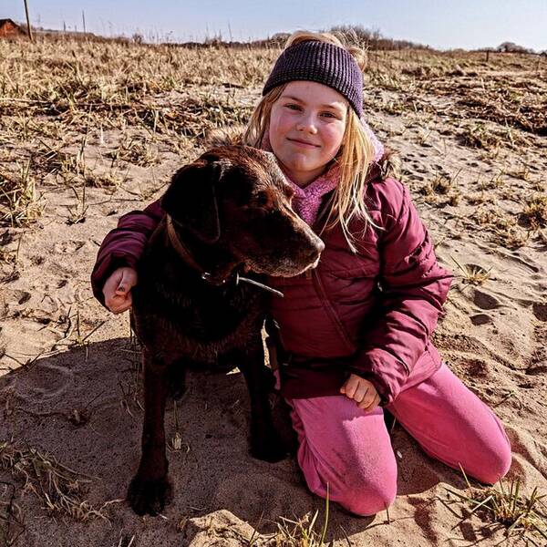 Hund - Labradoren Dala