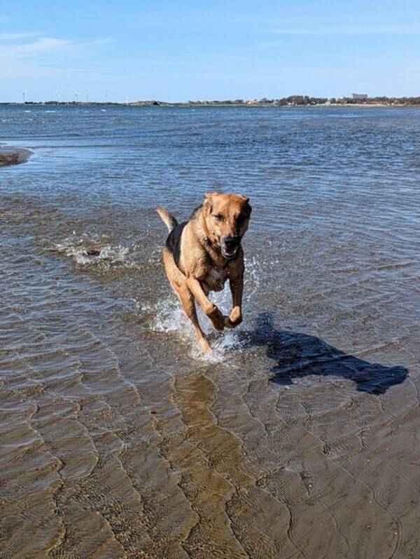 Hund - Ozzy, blandras schfer 