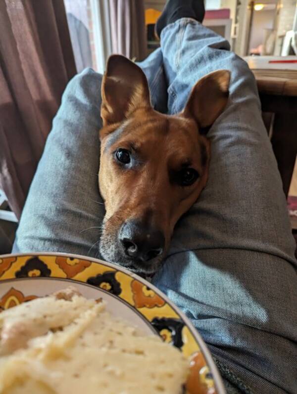 Hund - Ozzy, blandras schäfer  Hund - Ozzy, blandras schäfer