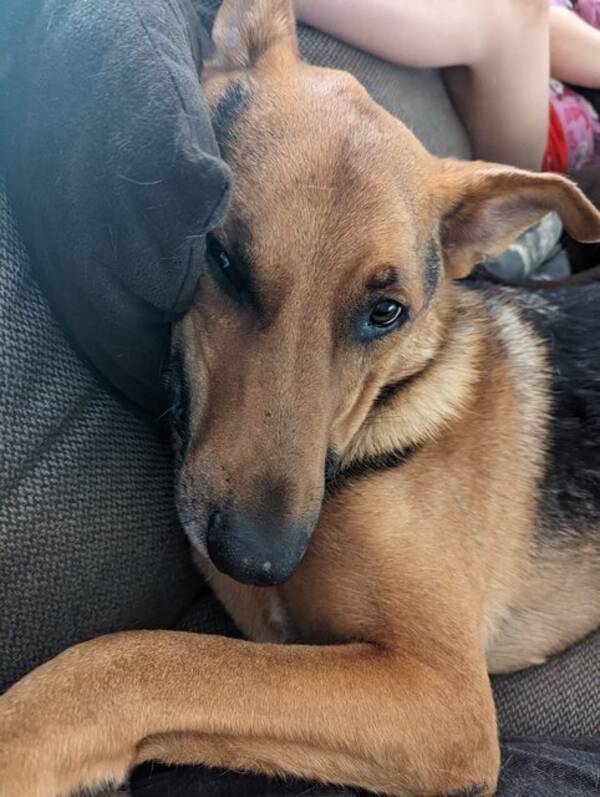 Hund - Ozzy, blandras schäfer  Hund - Ozzy, blandras schäfer