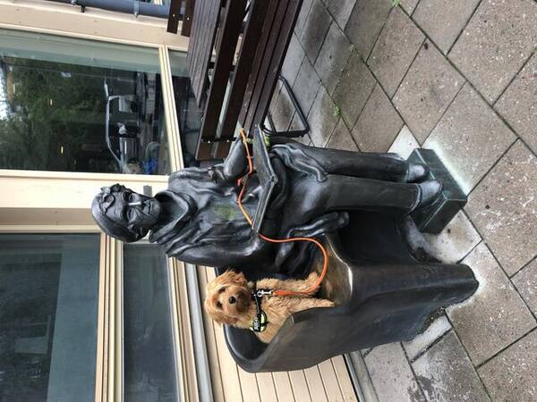 Hund - Labradoodlen Lollo