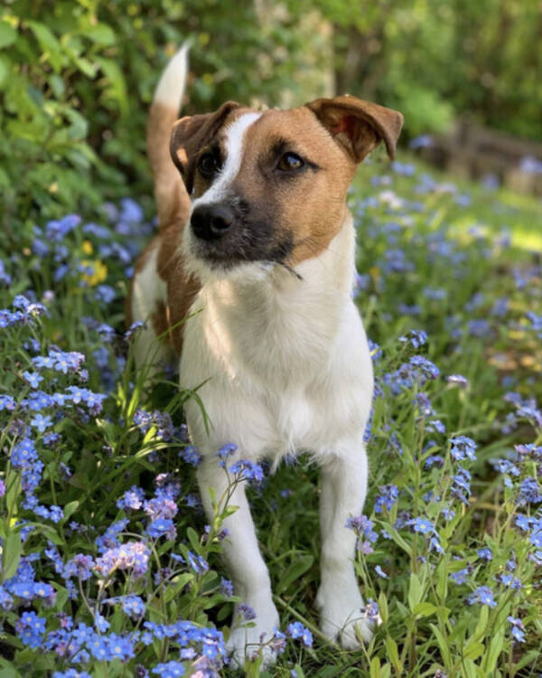 Hund - Rocky -  Jack Russell Terrier