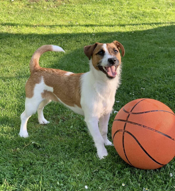 Hund - Rocky -  Jack Russell Terrier