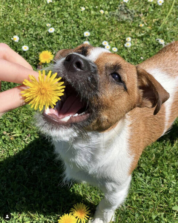 Hund - Rocky -  Jack Russell Terrier