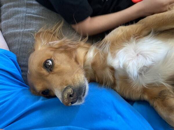 Hund - Jakt cocker Lyra