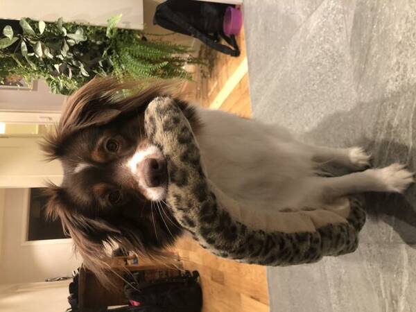 Hund - Mini Aussie