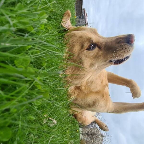 Hund - Jaktlabrador