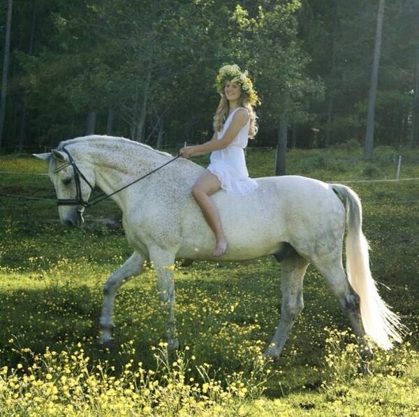 Övrigt - Kameravan häst  Övrigt - Kameravan häst