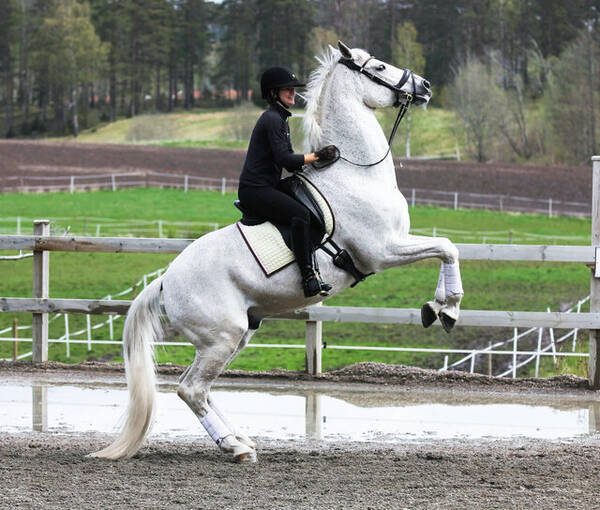 Övrigt - Kameravan häst  Övrigt - Kameravan häst