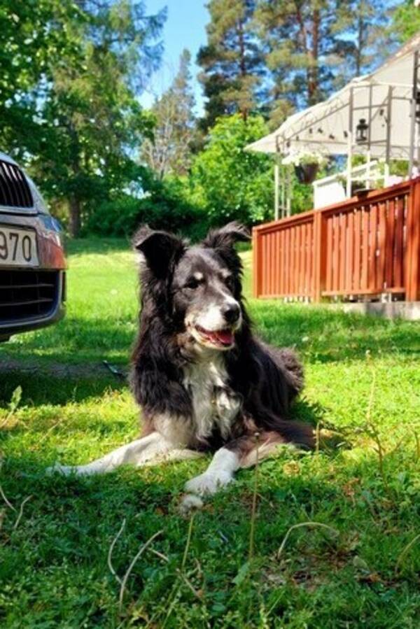 Hund - Border collie