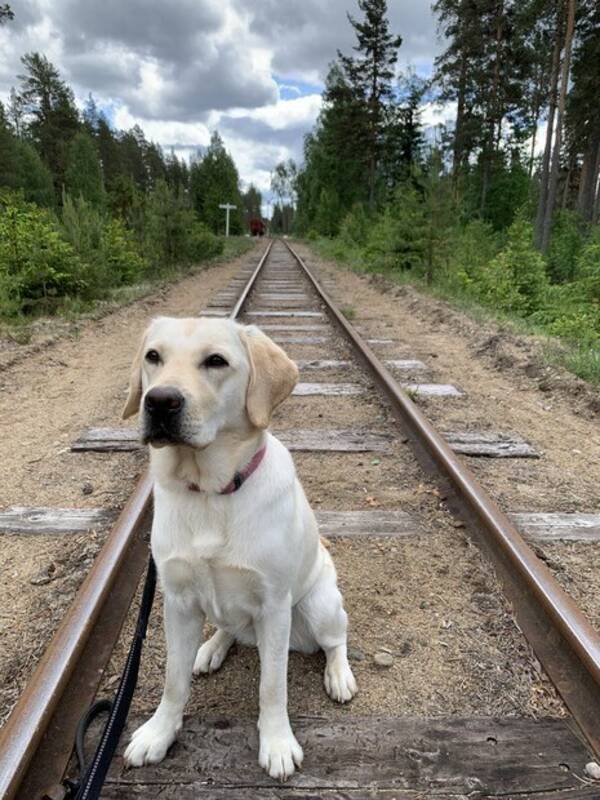 Hund - Labradoren Vanja
