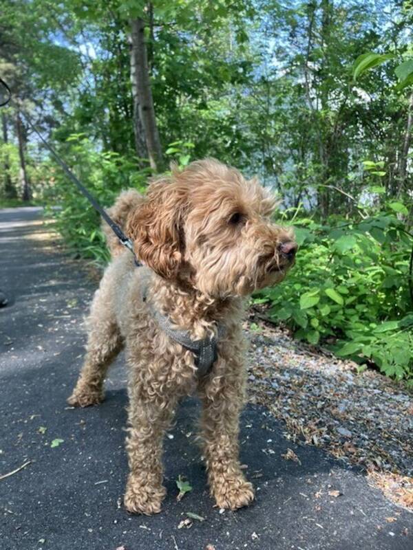 Hund - Toy pudeln Elsie