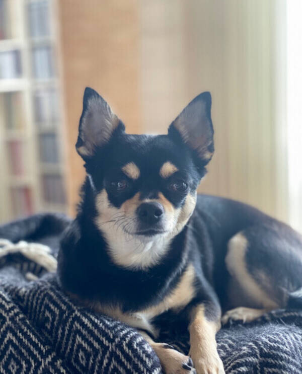 Hund - Chihuahuan Dixie