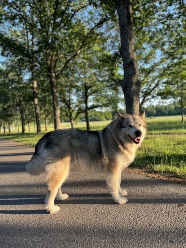 Hund - Alaskan malamute Lilo