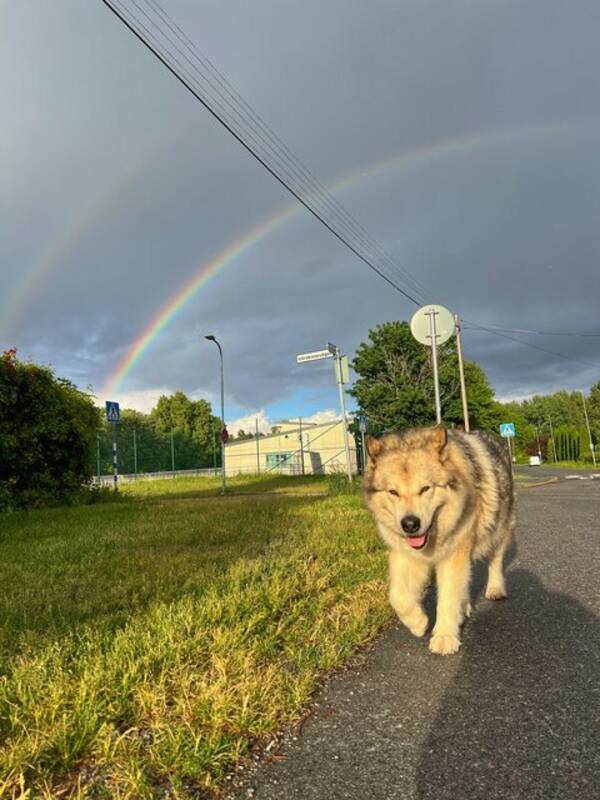 Hund - Alaskan malamute Lilo