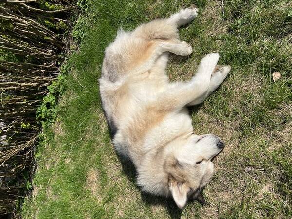 Hund - Alaskan malamute Lilo