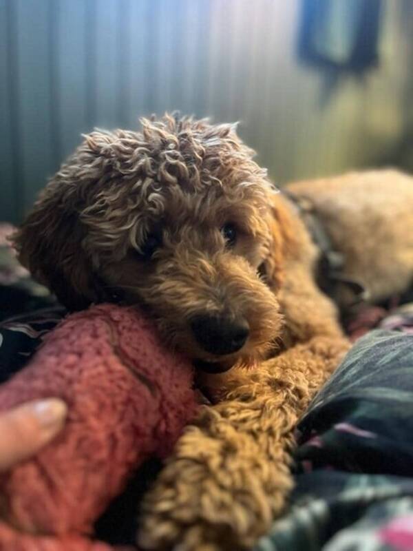 Hund - Singi Cockapoo