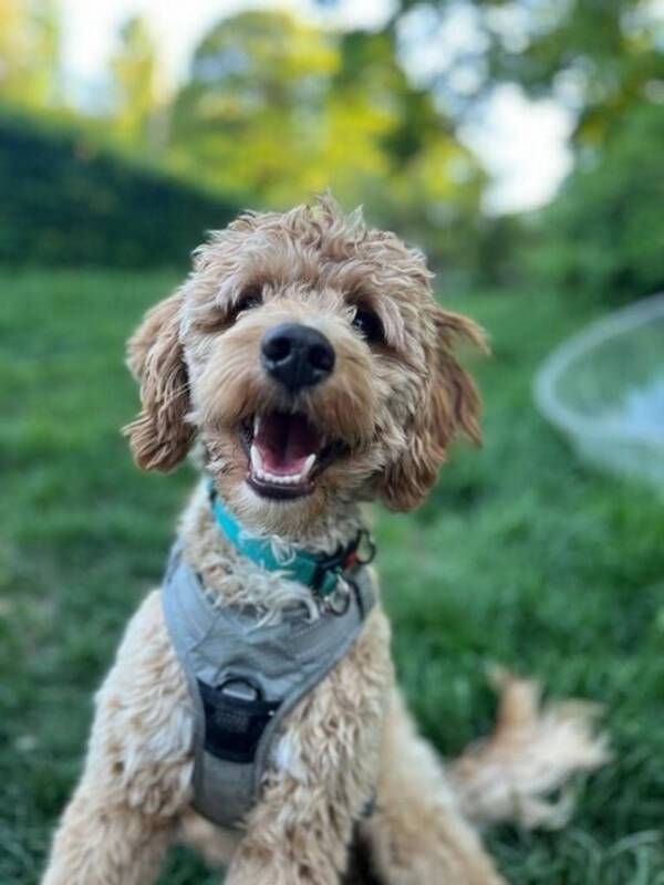 Hund - Singi Cockapoo Hund - Singi Cockapoo