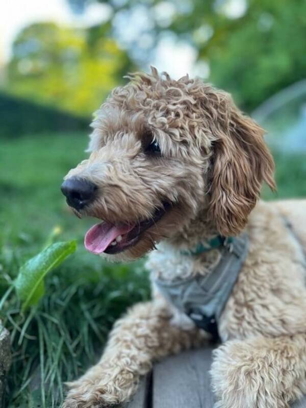 Hund - Singi Cockapoo