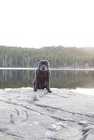 StaffordshireBullterrier. Diva