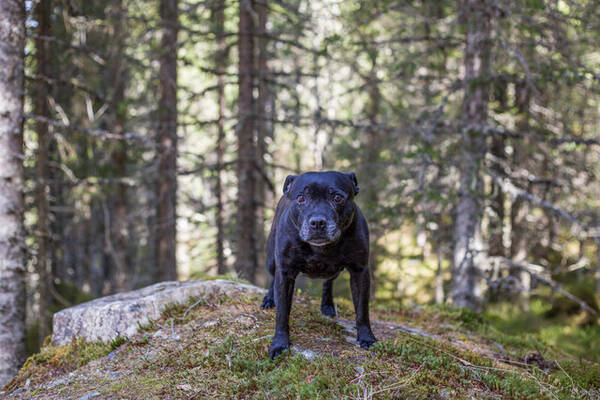 Hund - StaffordshireBullterrier. Diva