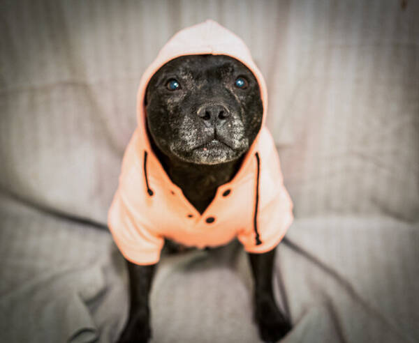 Hund - StaffordshireBullterrier. Diva