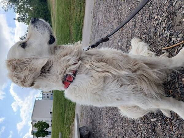 Hund - Golden, Shilo 