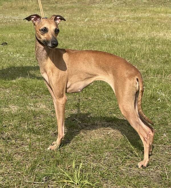 Hund - Italiensk vinthund