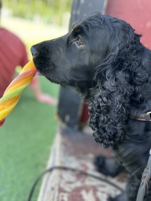 Hund - Cocker spaniel - Melman