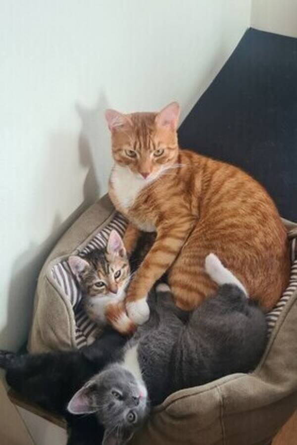 Katt - Katter Katt - Katter