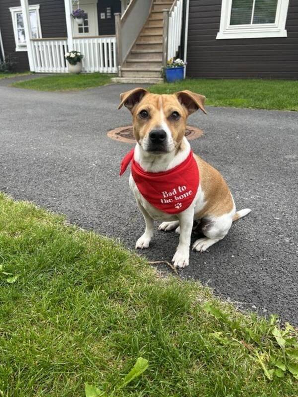 Hund - Dansk-Svensk Grdshund Bajas