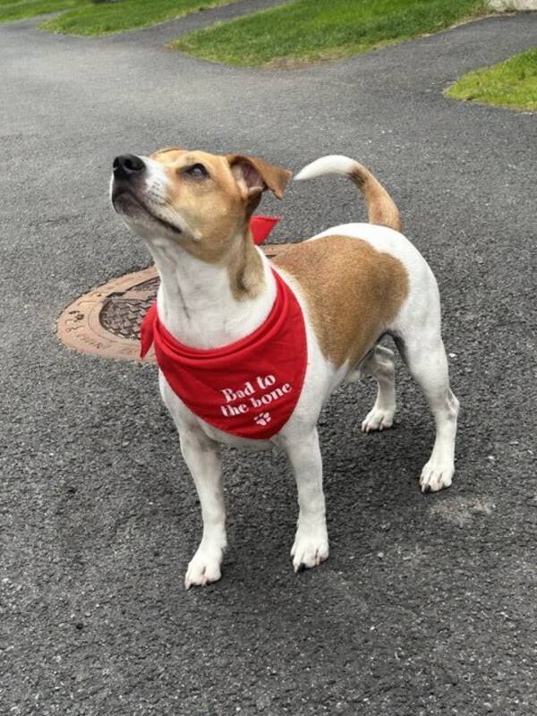 Hund - Dansk-Svensk Gårdshund Bajas Hund - Dansk-Svensk Gårdshund Bajas