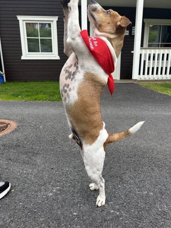 Hund - Dansk-Svensk Gårdshund Bajas Hund - Dansk-Svensk Gårdshund Bajas