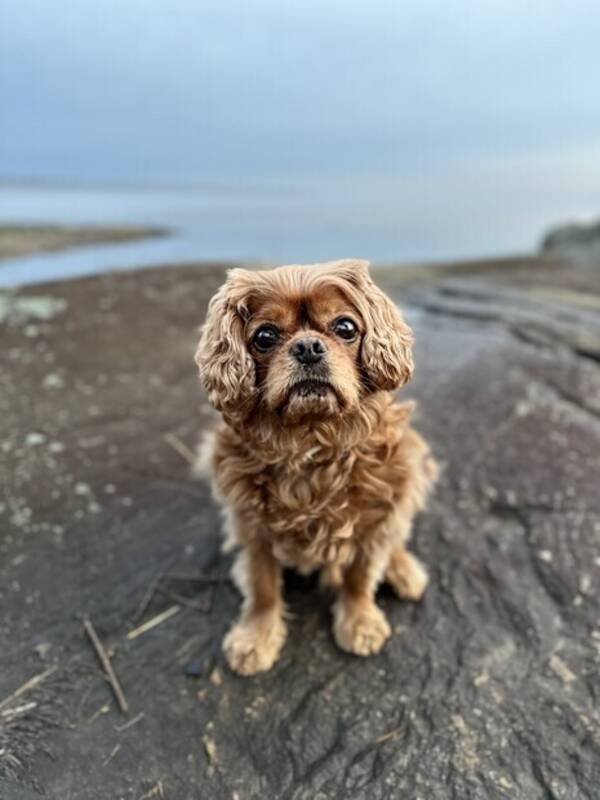 Hund - Casper Cavalier