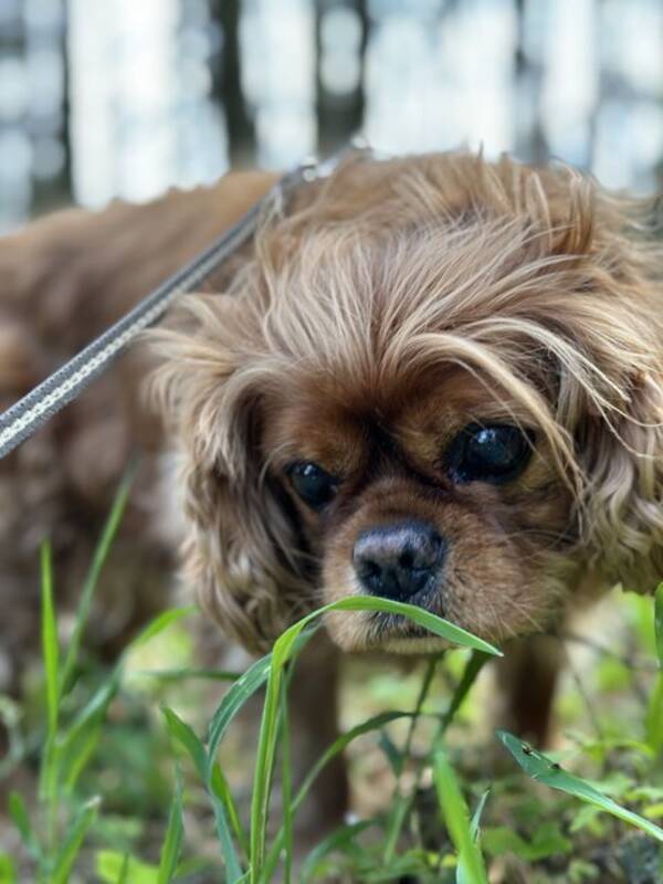 Hund - Casper Cavalier