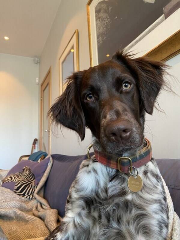 Hund - Kleiner Munsterlander Hund - Kleiner Munsterlander