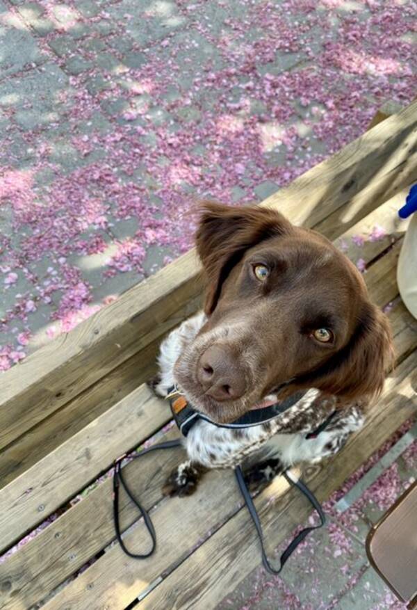 Hund - Kleiner Munsterlander