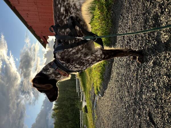 Hund - Kleiner Munsterlander