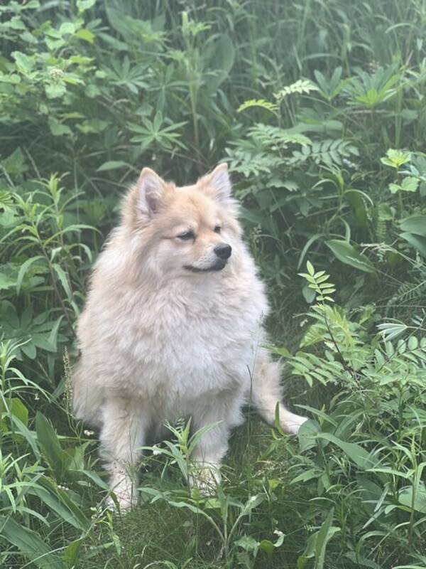 Hund - Mittelspitz Teddy Hund - Mittelspitz Teddy