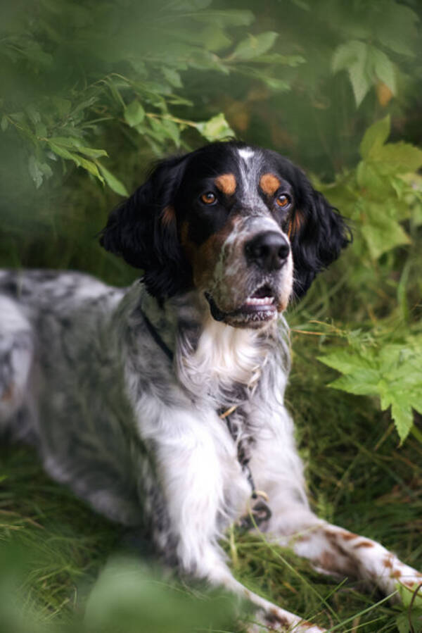 Hund - Engelsk setter