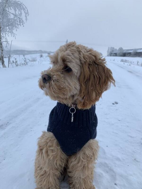 Hund - Cockapoo Hund - Cockapoo