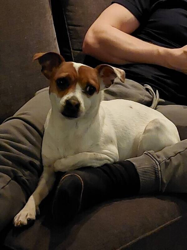 Hund - Ronja