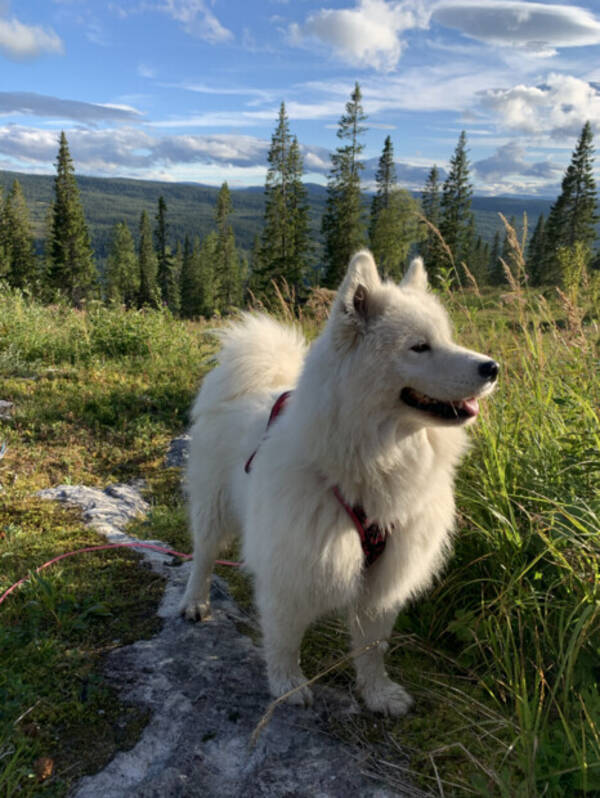 Hund - Samojed 2 st tikar