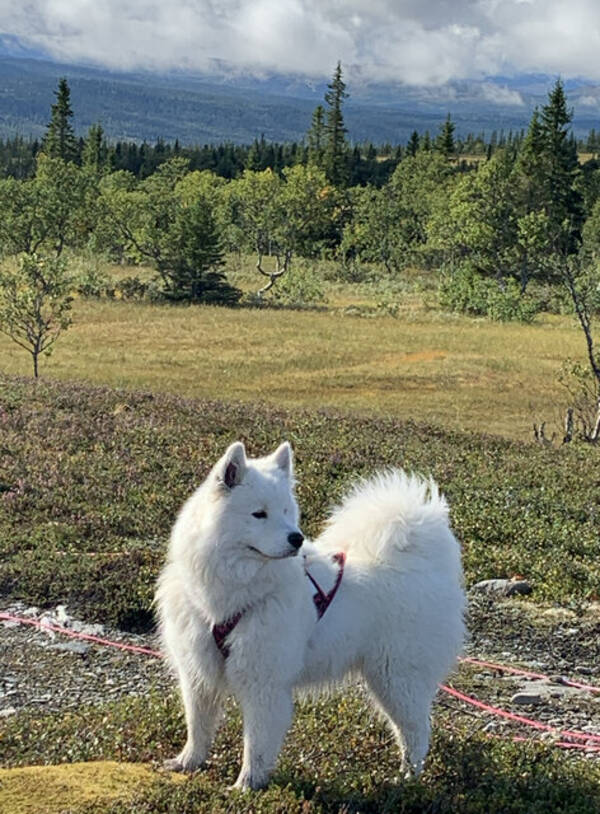 Hund - Samojed 2 st tikar